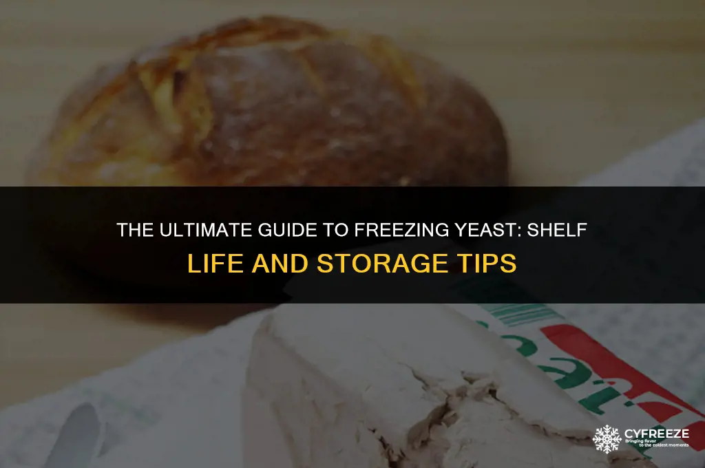 how long will yeast last in the freezer