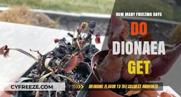 Understanding Dionaea's Freezing Tolerance: How Many Cold Days Can They Handle?