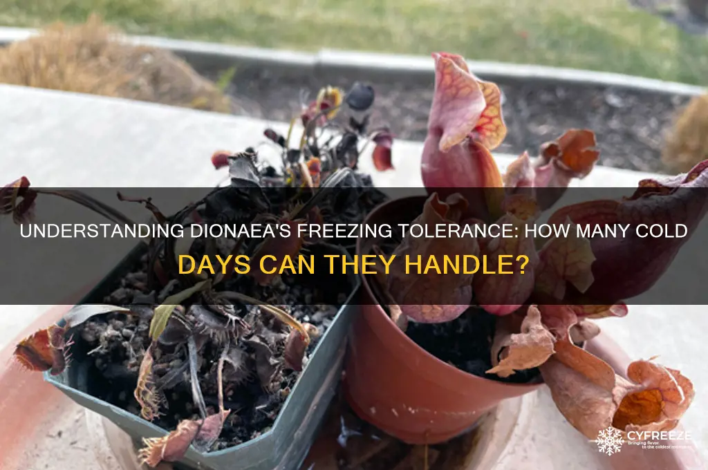 how many freezing days do dionaea get