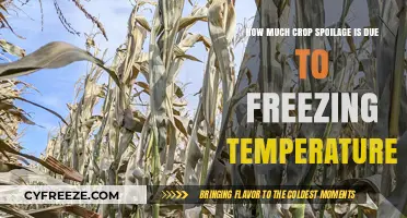 Freezing Temperatures: Understanding Crop Spoilage and Its Impact on Agriculture