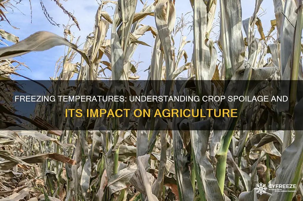 how much crop spoilage is due to freezing temperatures