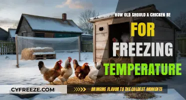 Chickens and Cold: Ideal Age for Freezing Temperatures Survival