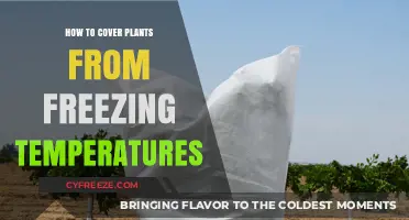 Protect Your Garden: Effective Ways to Shield Plants from Frost