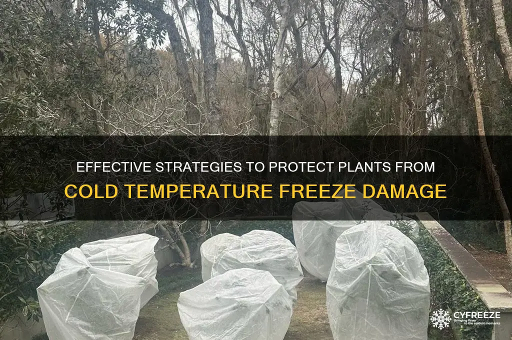 how to cure cold temperature freeze in horticulture