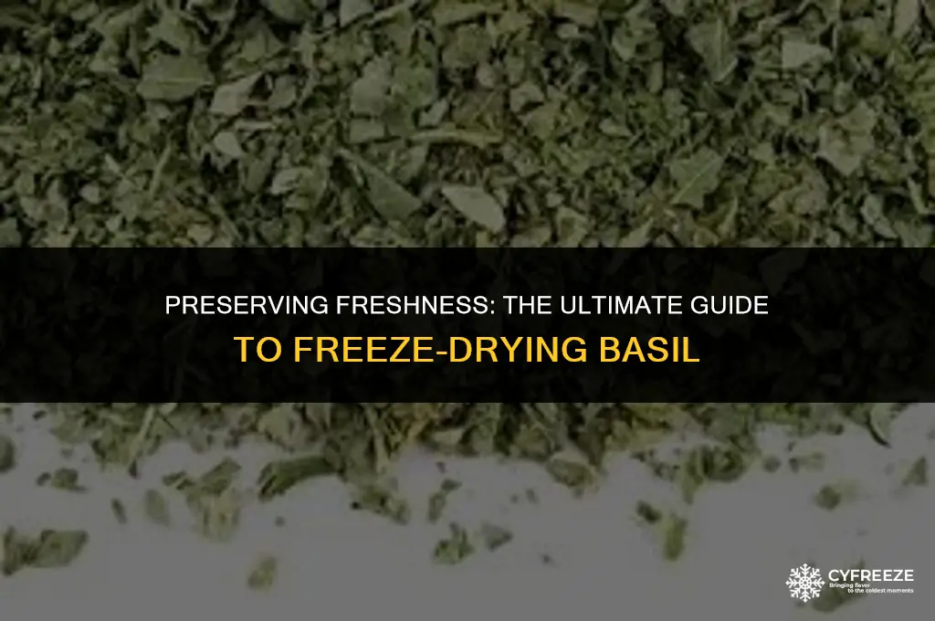 how to freeze dry basil