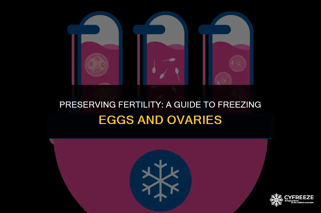 how to freeze eggs ovaries