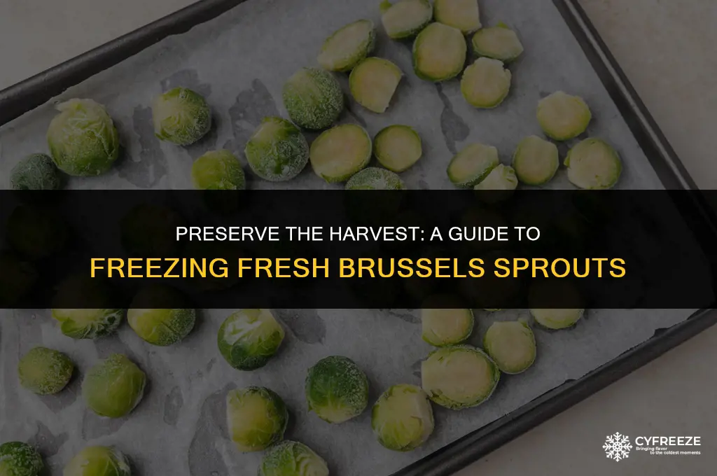 how to freeze fresh brussels sprouts