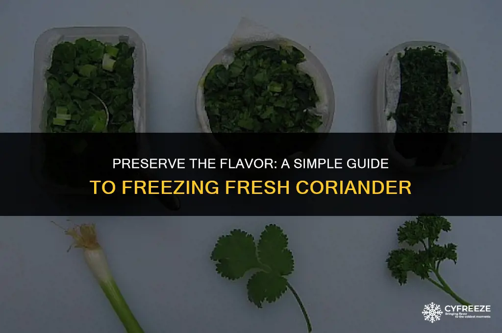 how to freeze fresh coriander