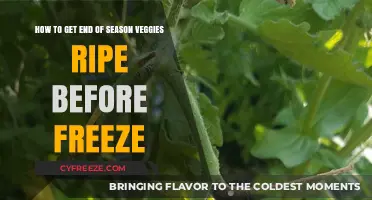 Ripen End-of-Season Veggies Fast: Beat the Freeze with These Tips