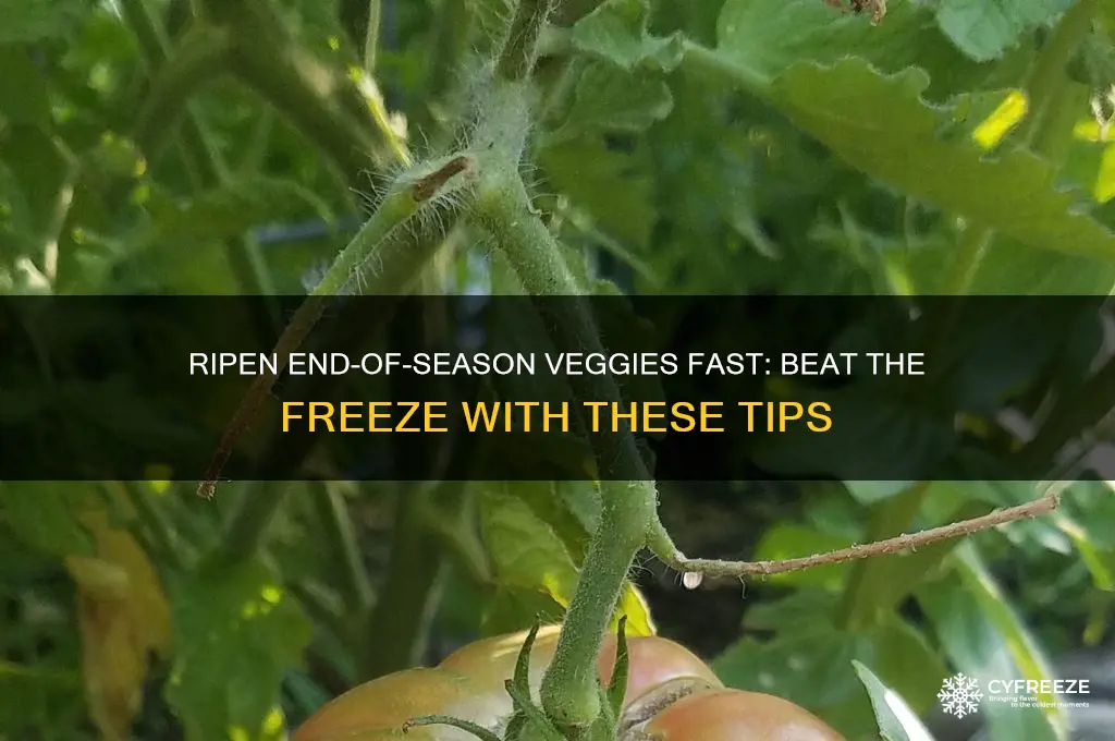 how to get end of season veggies ripe before freeze
