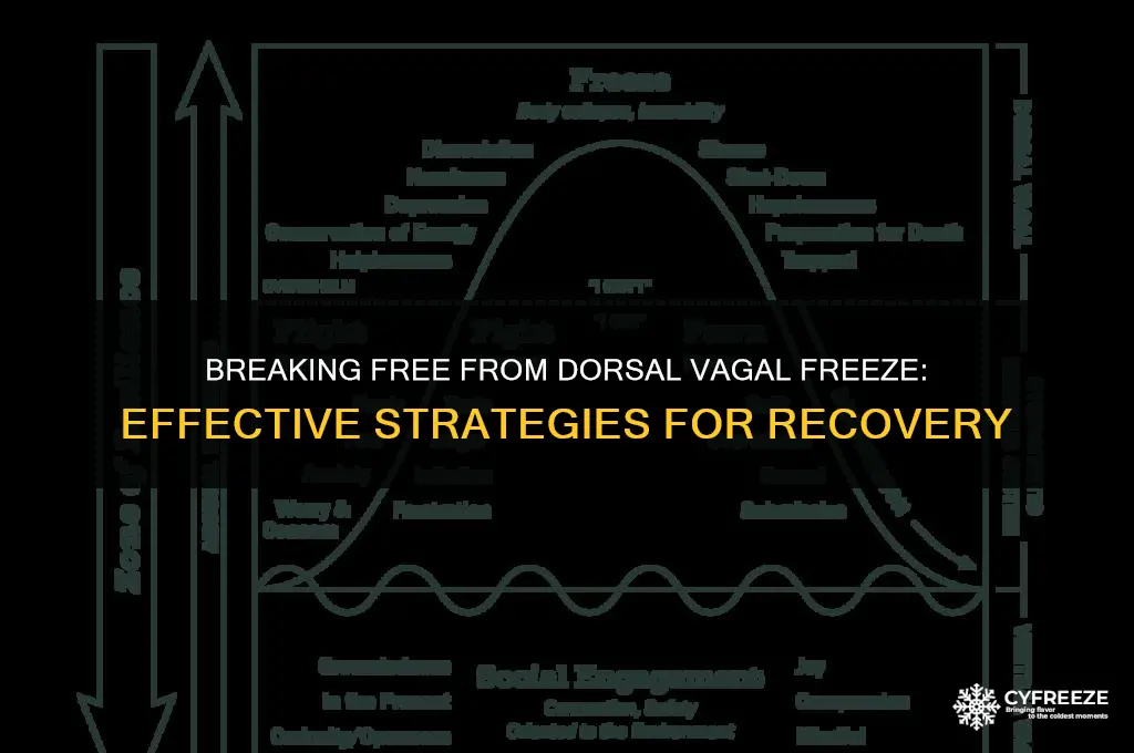 how to get out of dorsal vagal freeze