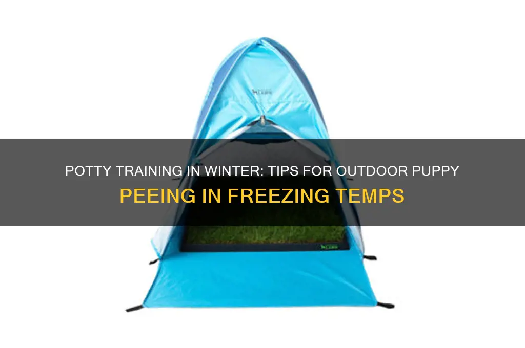 how to get puppy to pee outside when it