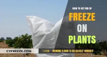 Effective Strategies to Protect Plants from Freezing Temperatures