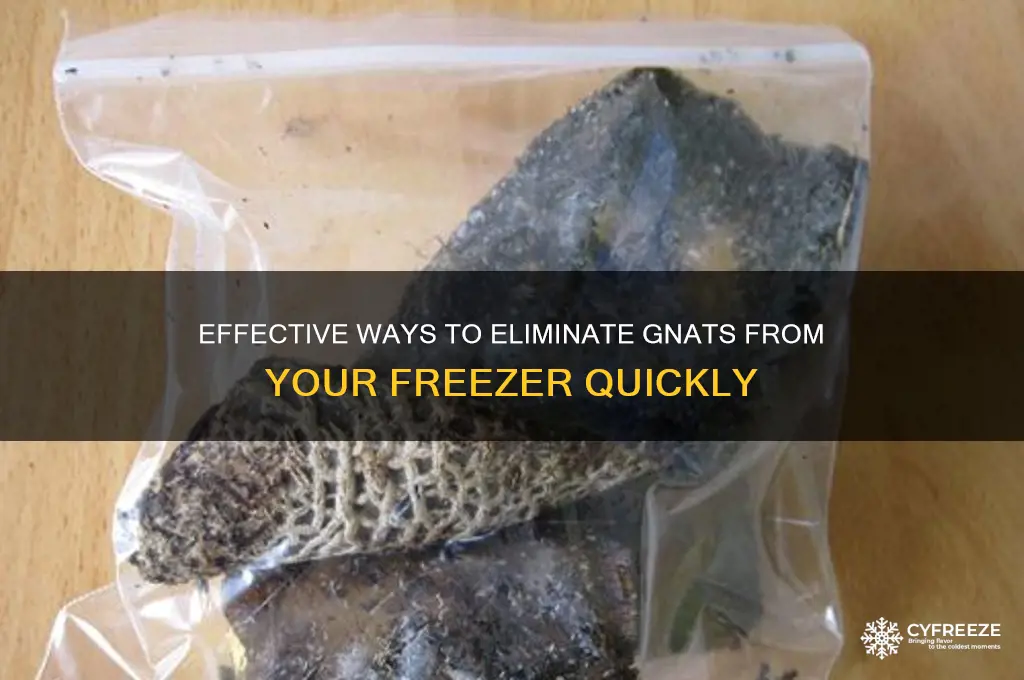 how to get rid of gnats in freezer
