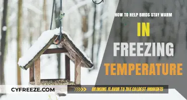Winter Bird Care: Tips to Keep Feathered Friends Cozy in Cold