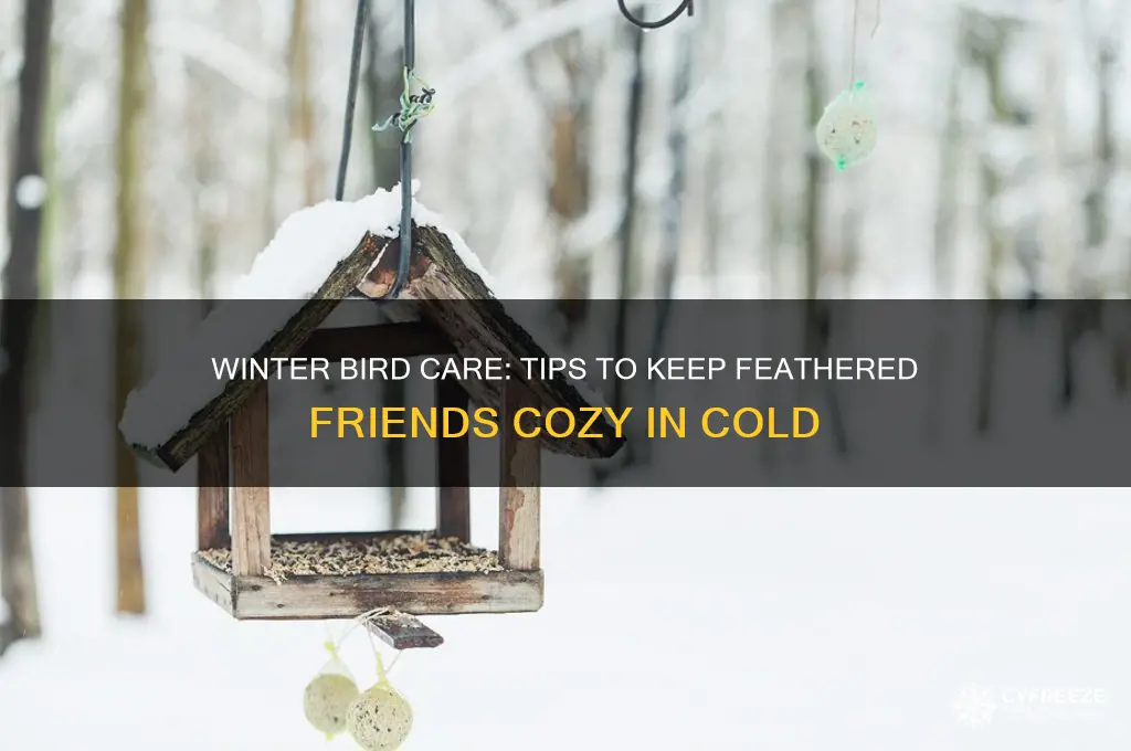 how to help birds stay warm in freezing temperatures
