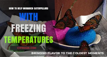 Protecting Monarch Caterpillars: Essential Tips for Surviving Freezing Temperatures