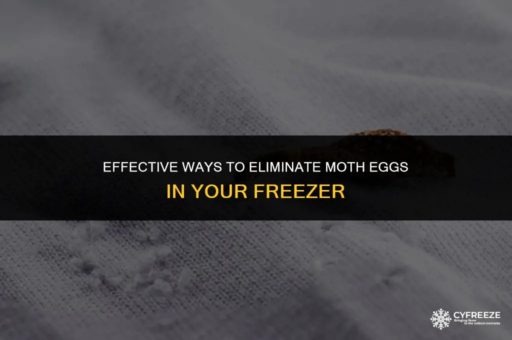 how to kill moth eggs in freezer