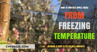 Shielding Apple Trees: Effective Strategies Against Freezing Winter Temperatures