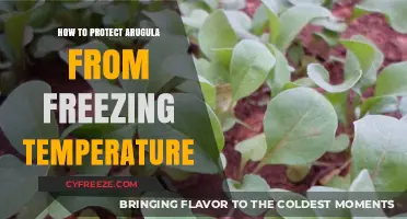 Shielding Arugula: Effective Strategies to Prevent Frost Damage in Cold Weather