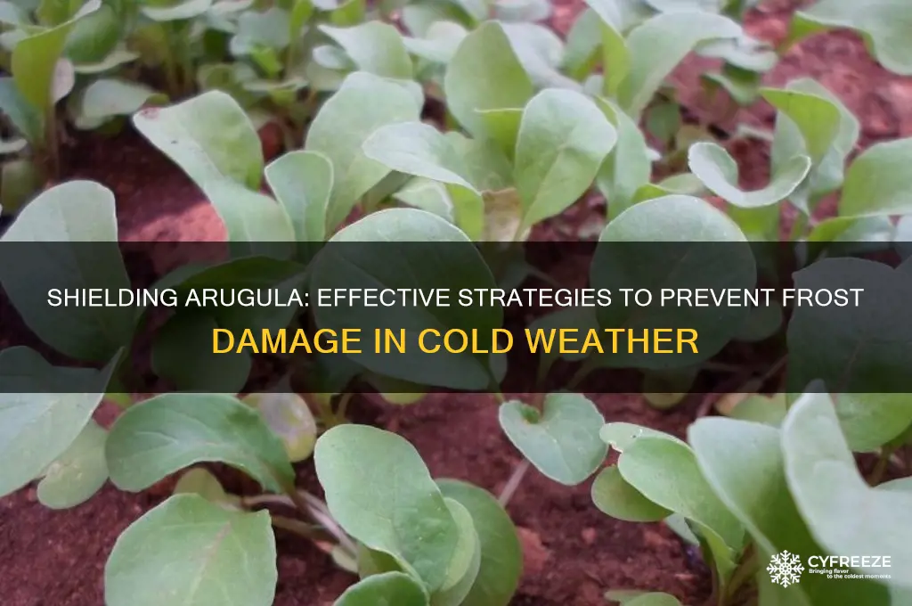 how to protect arugula from freezing temperature