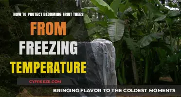 Shielding Blooming Fruit Trees: Effective Strategies Against Freezing Temperatures