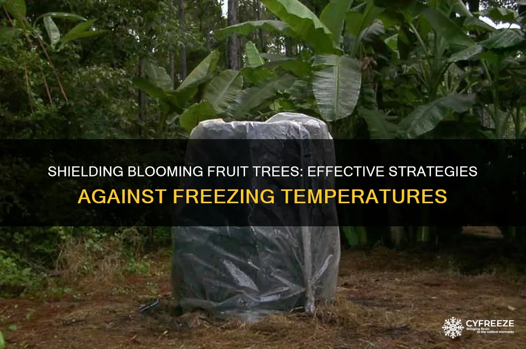 how to protect blooming fruit trees from freezing temperature