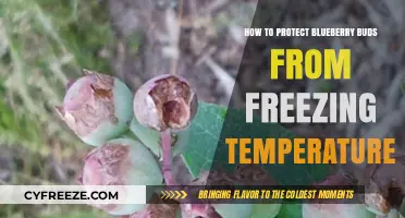 Safeguarding Blueberry Buds: Effective Strategies Against Freezing Temperatures