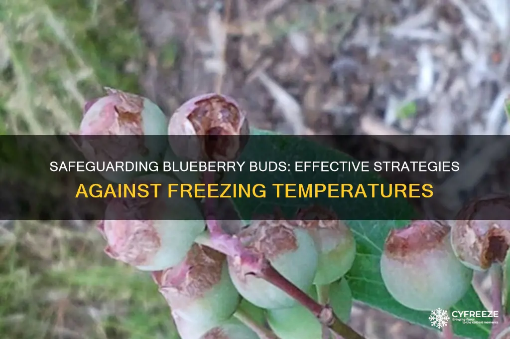how to protect blueberry buds from freezing temperatures