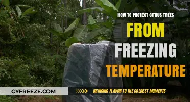 Safeguard Your Citrus Trees: Effective Strategies Against Freezing Temperatures