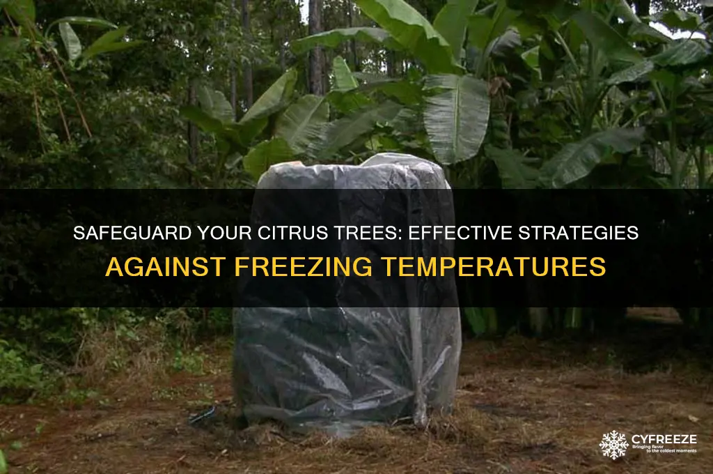 how to protect citrus trees from freezing temperatures