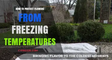 Safeguard Your Blooms: Effective Tips to Prevent Frost Damage to Flowers
