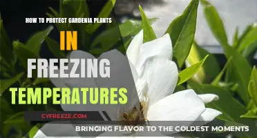 Safeguard Gardenias: Essential Tips for Freezing Weather Protection