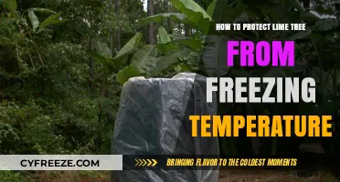 Shielding Lime Trees: Effective Strategies Against Freezing Temperatures