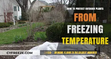 Shielding Your Garden: Effective Tips to Protect Plants from Frost