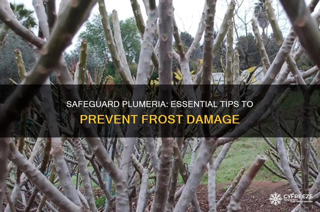 how to protect plumeria from freezing temperatures