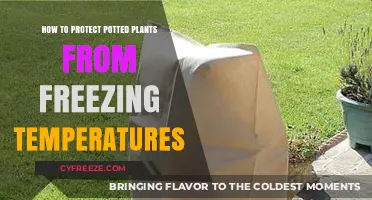 Shielding Potted Plants: Effective Strategies Against Freezing Temperatures