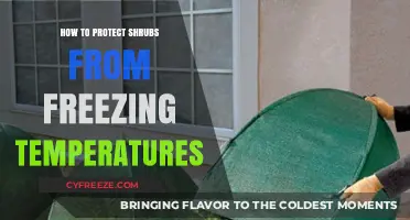 Shielding Shrubs: Effective Strategies to Combat Freezing Winter Temperatures