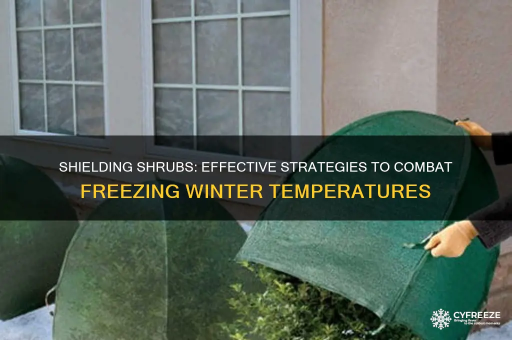 how to protect shrubs from freezing temperatures