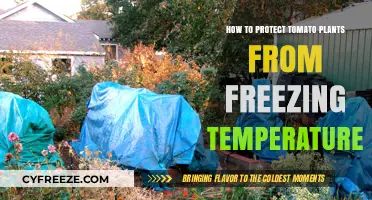 Shielding Tomato Plants: Effective Strategies Against Freezing Temperatures