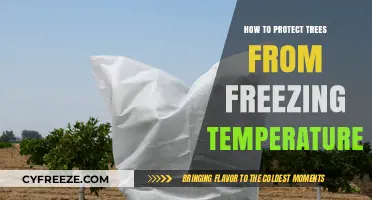 Shielding Trees from Frost: Essential Winter Care Tips for Healthy Growth