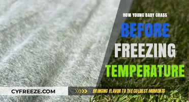 Protecting Young Grass from Frost: Essential Tips for Cold Weather Care