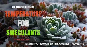 Are Succulents Safe at 33 Degrees? Freezing Temps Explained