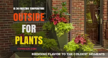 Is 36 Degrees Fahrenheit Freezing for Outdoor Plants? Find Out!