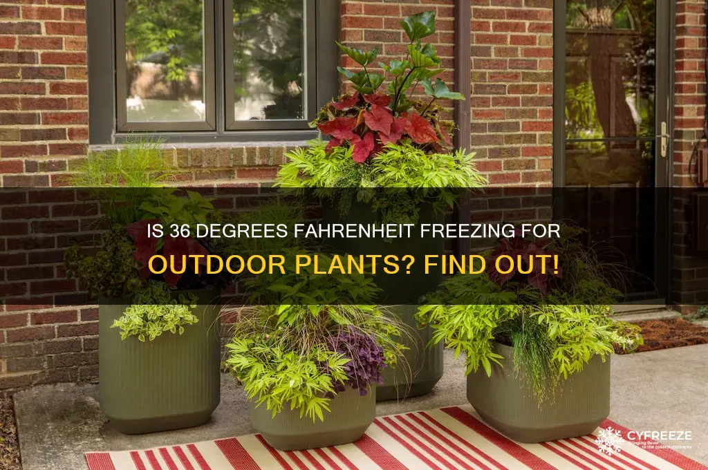 is 36 freezing temperature outside for plants