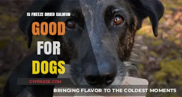 Can Freeze-Dried Salmon Be a Healthy Treat for Dogs?