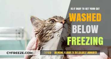 Washing Your Cat in Winter: Safe or Risky Below Freezing?