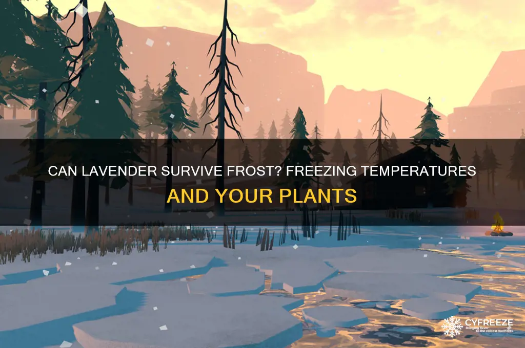 is it okay to leave lavender in freezing temperatures