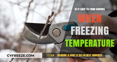 Trimming Shrubs in Freezing Temps: Safe Practice or Risky Move?