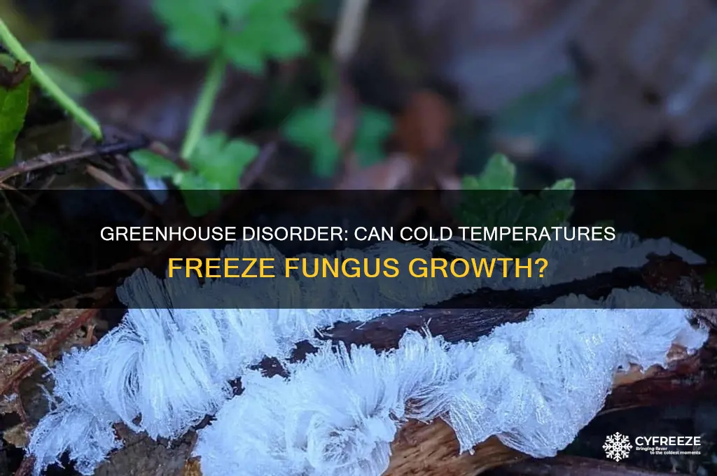 is the greenhouse disorder cold temperature freeze a fungus